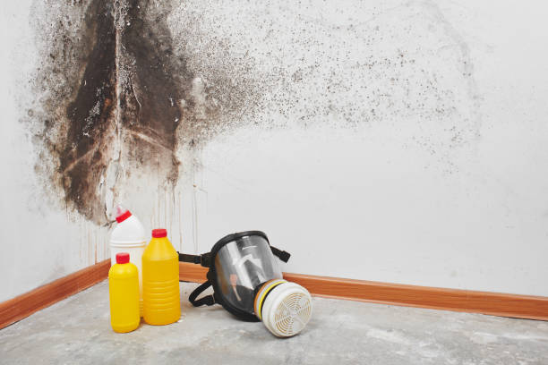 Best Mold Removal Process  in Mcminnville, TN