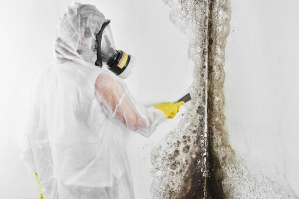 Best Mold Cleaning Services  in Mcminnville, TN