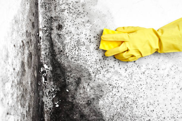 Best Certified Mold Removal  in Mcminnville, TN