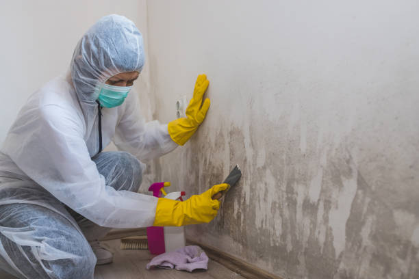 Best Mold Damage Repair  in Mcminnville, TN