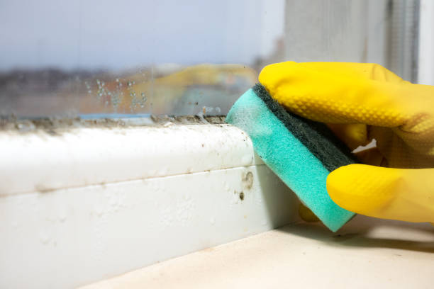 Best Mold Remediation  in Mcminnville, TN