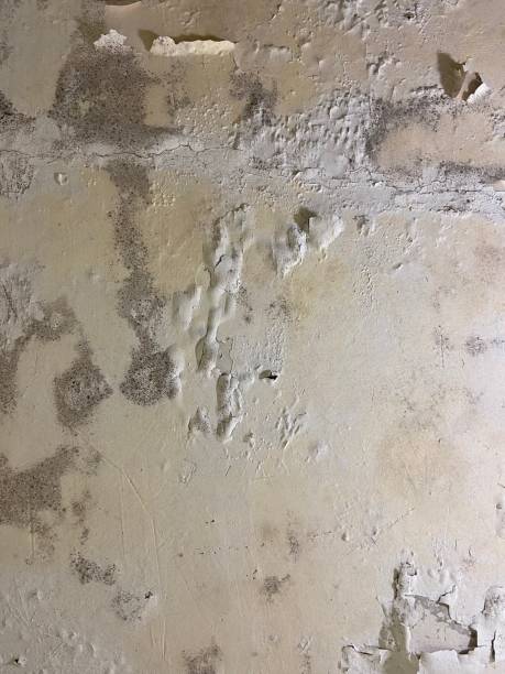 Best Commercial Mold Removal  in Mcminnville, TN