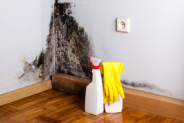 Best Mold Testing  in Mcminnville, TN