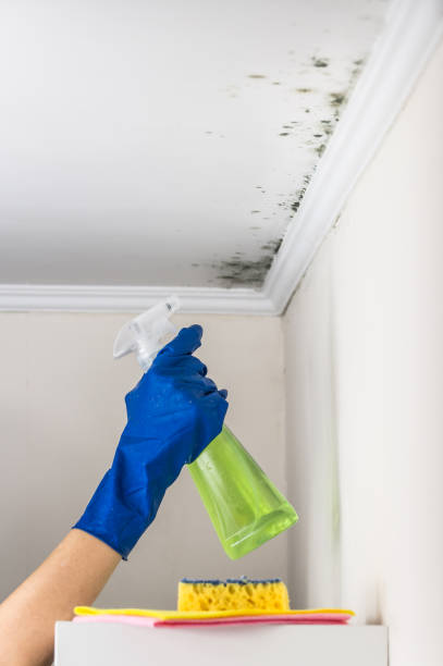 Best Mold Cleaning Services  in Mcminnville, TN